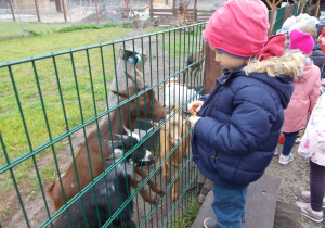 Chłopiec stojąc na ławce karmi kuzki, które opierają się o siatkę.