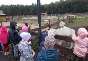 Dzieci wyciągają dłonie, na któych leżą plasterki marchewki i karmią lamy.