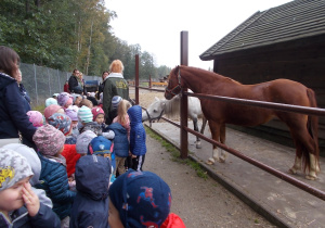 Cała grupa dzieci przed wybiegiem z konikami. Słuchają uważnie o czym opowiada pani przewodnik.