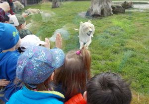 Białe lwy podchodzą do szyby i stojących przy niej dzieci.