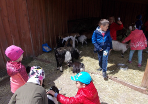 W mini zoo. Dzieci oglądają i głaszczą rodzinę kóz.
