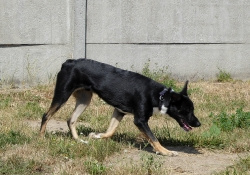 Na podwórku stoi czarny kundelek. Jest to adoptowany przez nasze przedszkole Tadeusz.